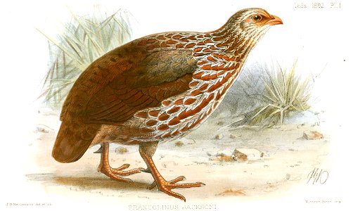 FrancolinusJacksoniKeulemans