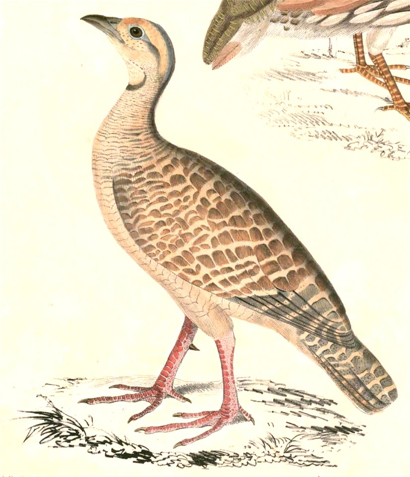 Francolinus pondicerianus (Hardwicke)