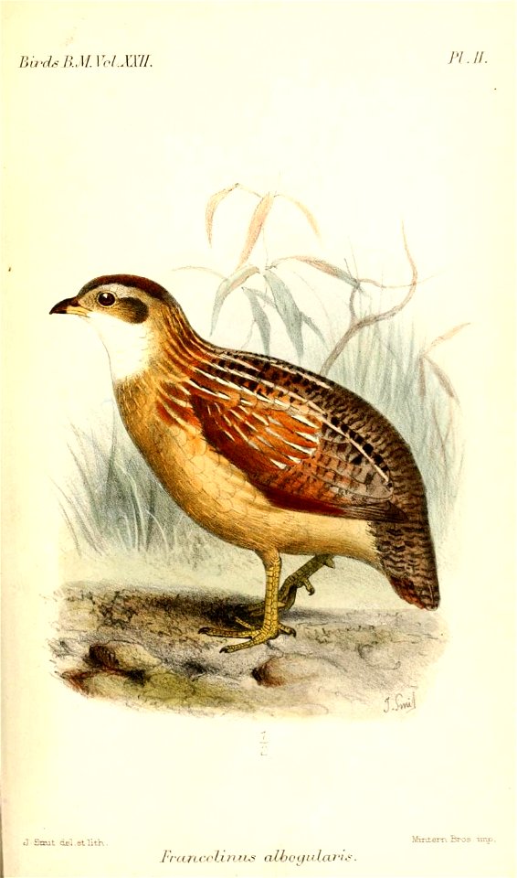 FrancolinusAlbogularisSmit