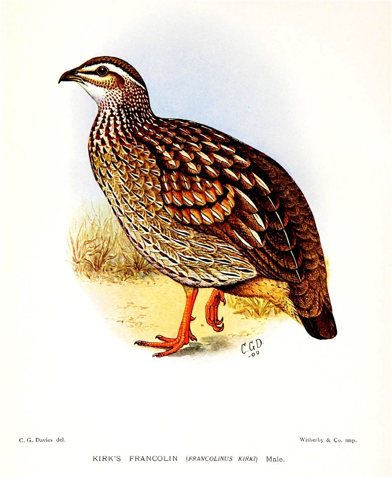 FrancolinusKirkiDavies