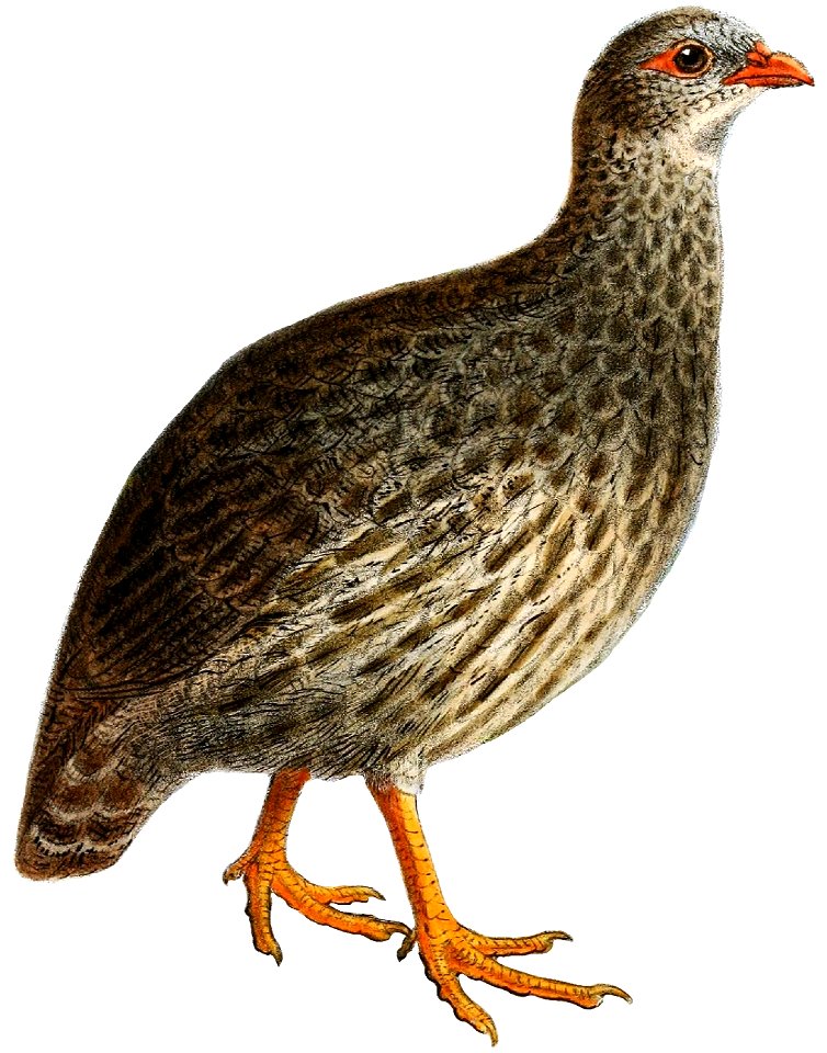 FrancolinusTetraoninusKeulemans flipped