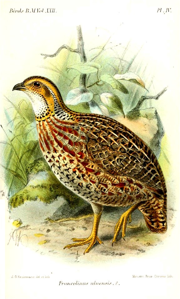 FrancolinusUluensisKeulemans