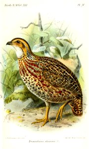 FrancolinusUluensisKeulemans