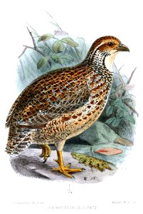 FrancolinusLortiKeulemans
