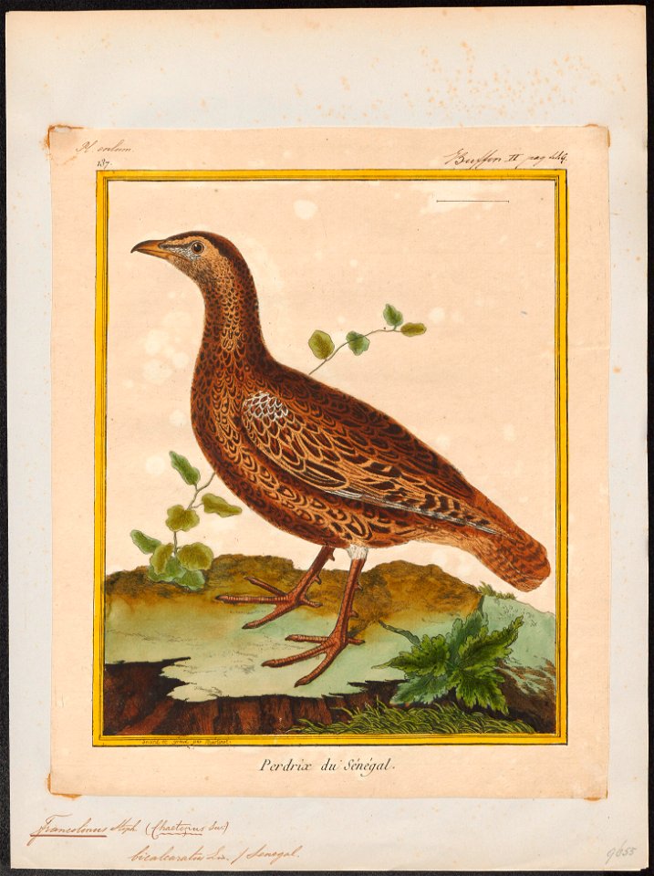 Francolinus bicalcaratus - 1700-1880 - Print - Iconographia Zoologica - Special Collections University of Amsterdam - UBA01 IZ17100025