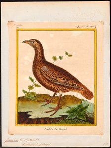 Francolinus bicalcaratus - 1700-1880 - Print - Iconographia Zoologica - Special Collections University of Amsterdam - UBA01 IZ17100025