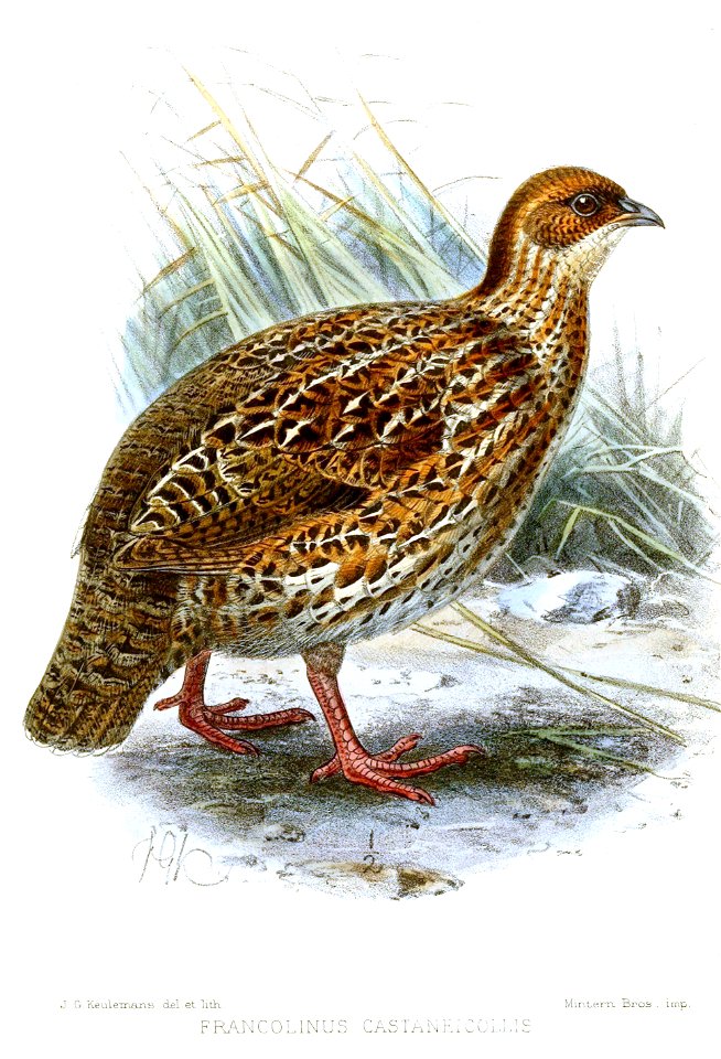 FrancolinusCastaneicollisKeulemans