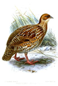 FrancolinusCastaneicollisKeulemans