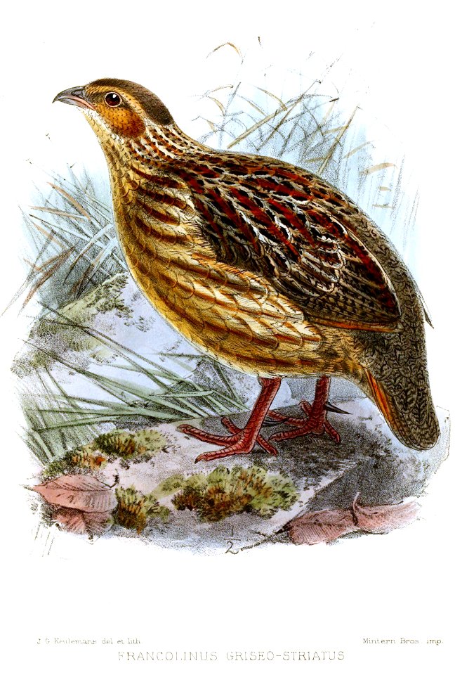FrancolinusGriseostriatusKeulemans