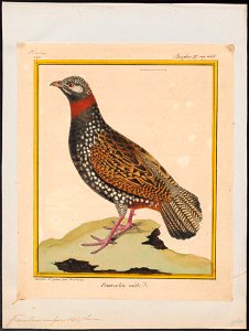 Francolinus vulgaris - 1700-1880 - Print - Iconographia Zoologica - Special Collections University of Amsterdam - UBA01 IZ17100061