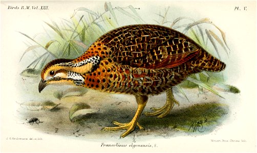 FrancolinusElgonensisKeulemans