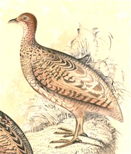 Francolinus pictus pallidus Hardwicke