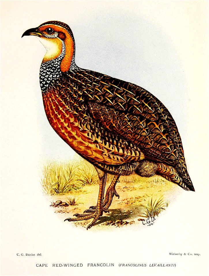 FrancolinusLevaillantiDavies
