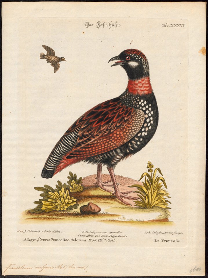Francolinus vulgaris - 1700-1880 - Print - Iconographia Zoologica - Special Collections University of Amsterdam - UBA01 IZ17100059