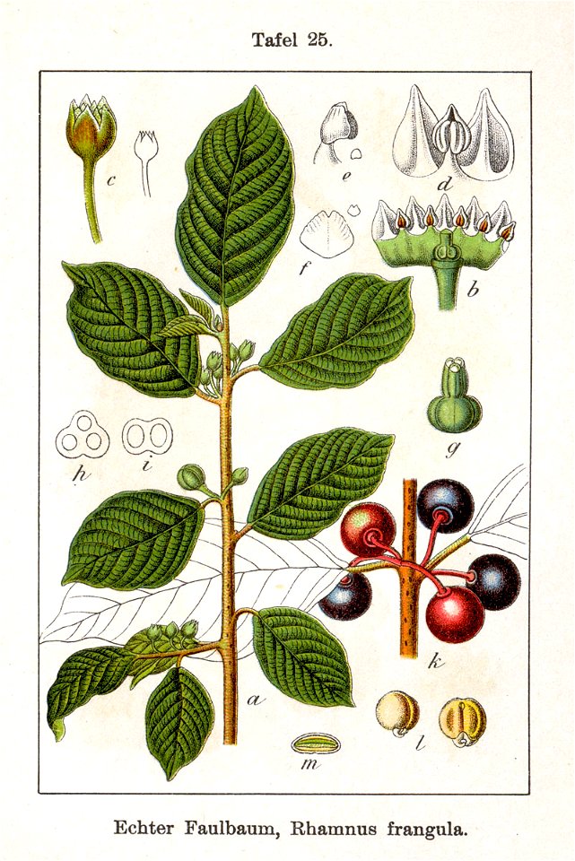 Frangula alnus Sturm07025