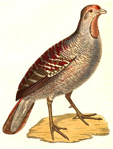 Francolinus pondicerianus 1838
