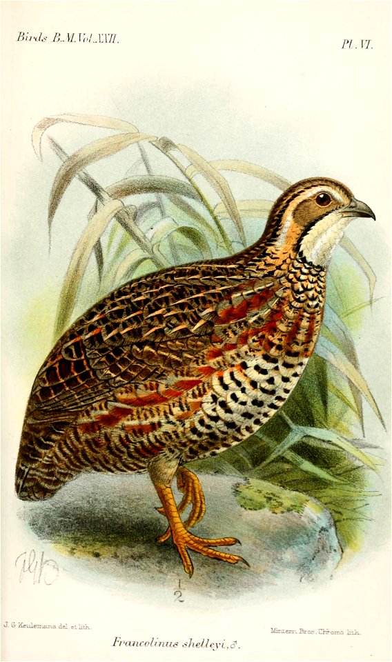 FrancolinusShelleyiKeulemans