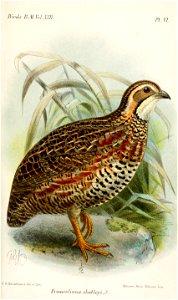 FrancolinusShelleyiKeulemans