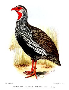FrancolinusHumboldtiDavies
