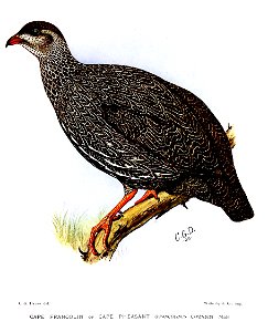 FrancolinusCapensisDavies