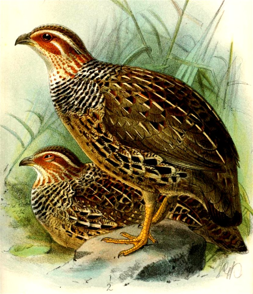 FrancolinusStreptophorusKeulemans (cropped)