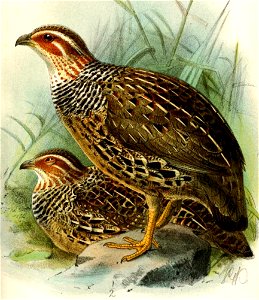 FrancolinusStreptophorusKeulemans (cropped)