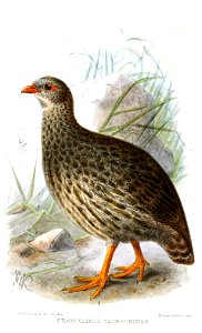 FrancolinusTetraoninusKeulemans