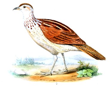 FrancolinusGrantiiJennens