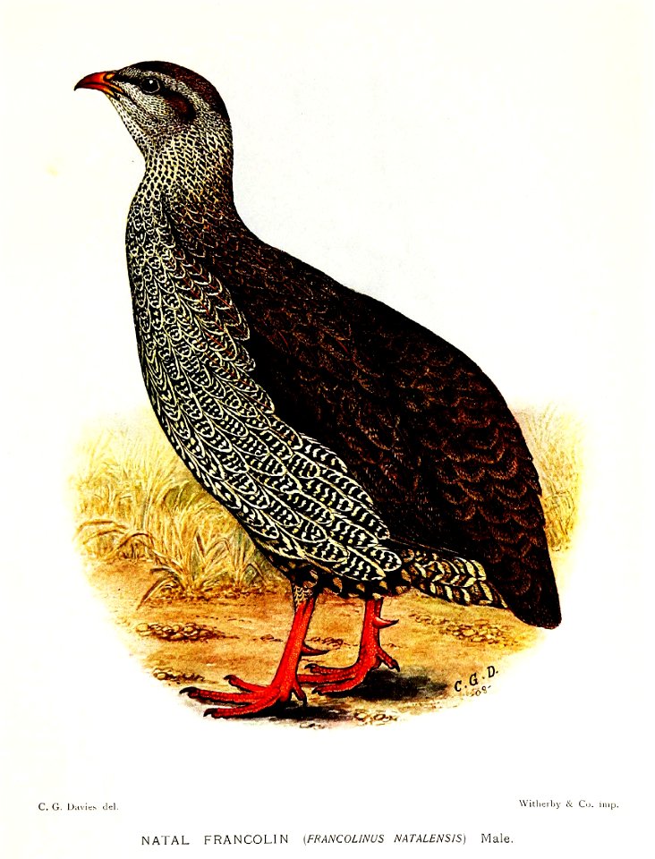 FrancolinusNatalensisDavies