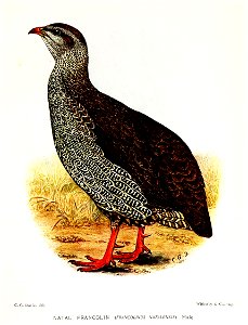 FrancolinusNatalensisDavies