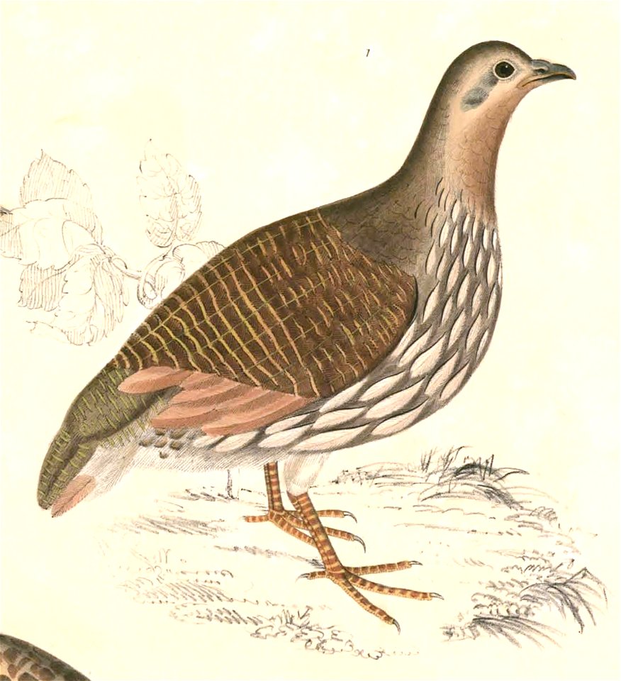 Francolinus gularis Hardwicke
