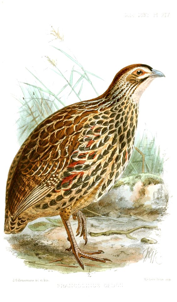 FrancolinusGedgiiKeulemans