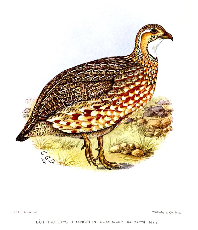 FrancolinusJugularisDavies