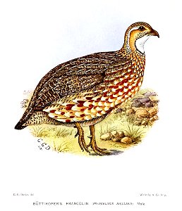 FrancolinusJugularisDavies