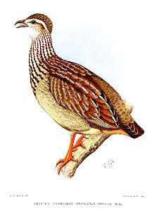 FrancolinusSephaenaDavies