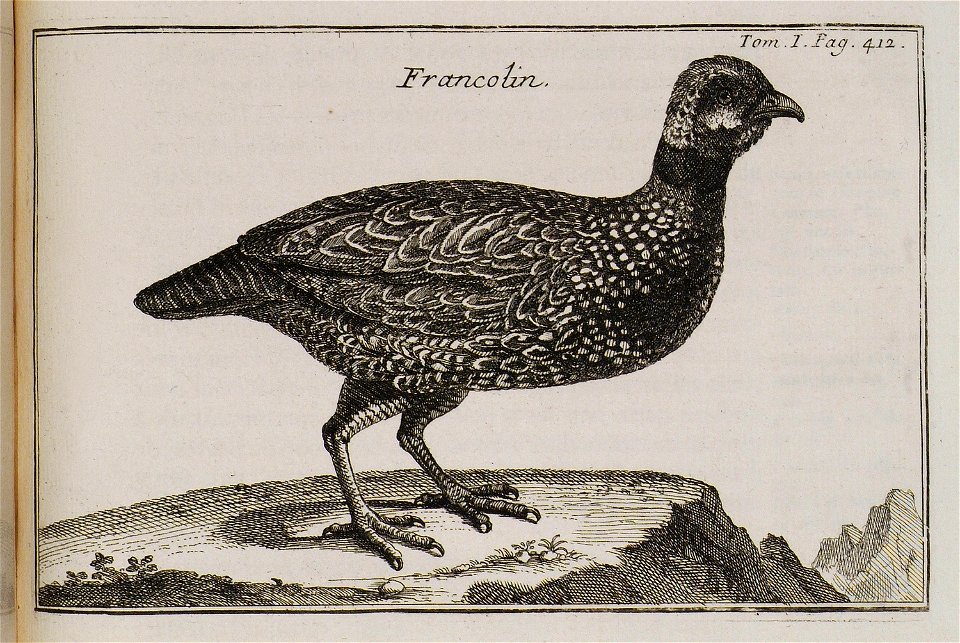 Francolin - Tournefort Joseph Pitton De - 1717