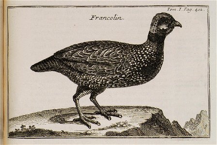 Francolin - Tournefort Joseph Pitton De - 1717