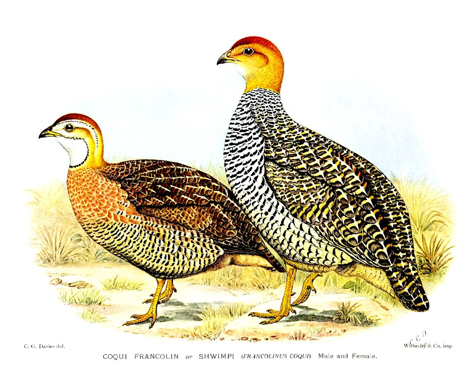 FrancolinusCoquiDavies