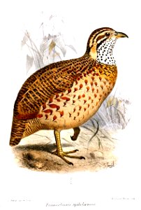 FrancolinusSpilolaemusSmit