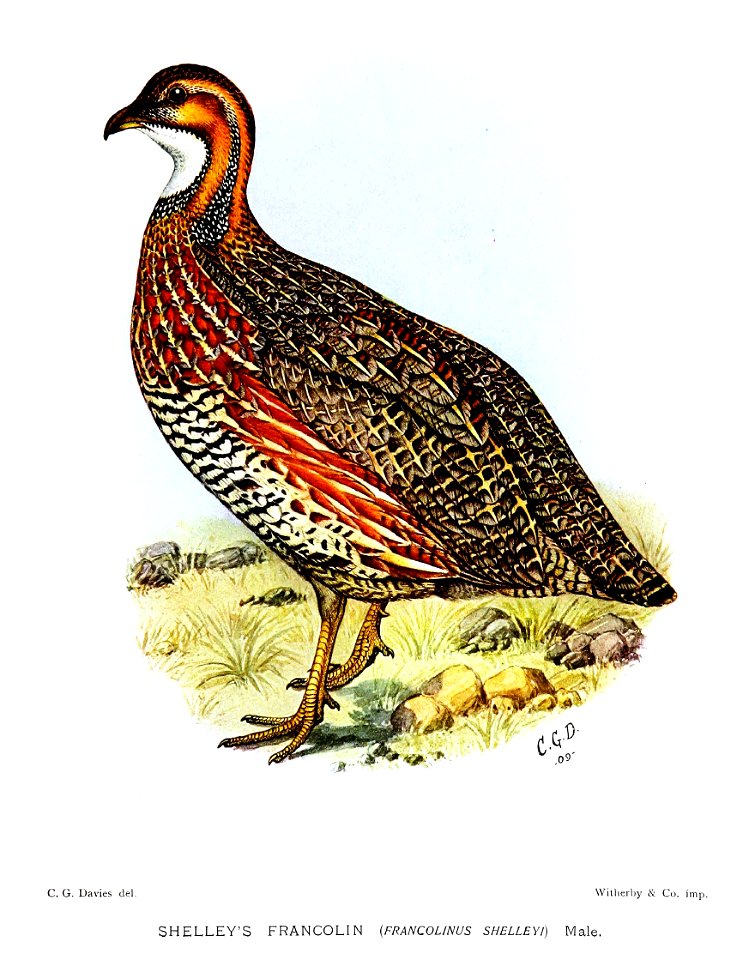 FrancolinusShelleyiDavies
