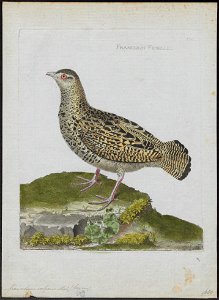 Francolinus vulgaris - 1790-1796 - Print - Iconographia Zoologica - Special Collections University of Amsterdam - UBA01 IZ17100065
