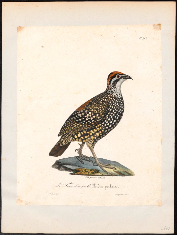 Francolinus pintadeanus - 1825-1834 - Print - Iconographia Zoologica - Special Collections University of Amsterdam - UBA01 IZ17100075