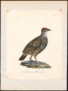 Francolinus pintadeanus - 1825-1834 - Print - Iconographia Zoologica - Special Collections University of Amsterdam - UBA01 IZ17100075