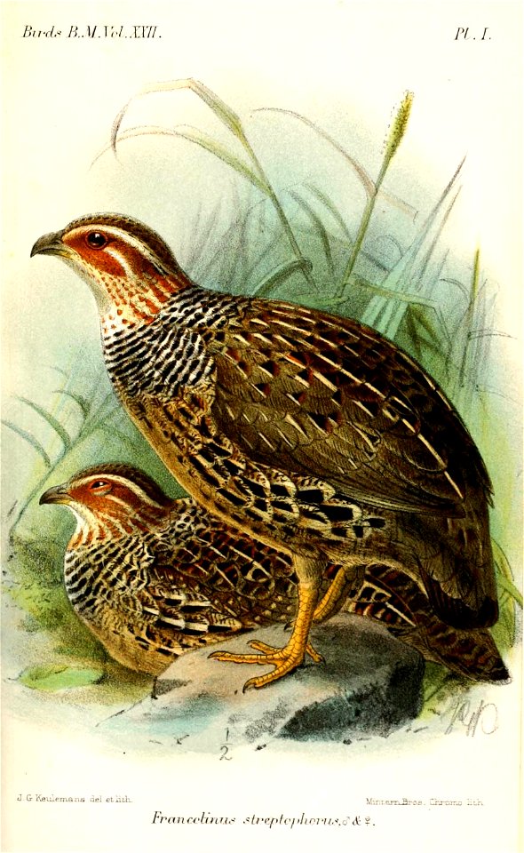 FrancolinusStreptophorusKeulemans