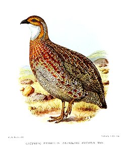 FrancolinusAfricanusDavies