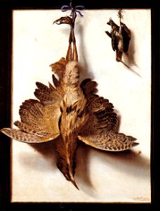 Frans Cuyck Van Myerop - Still-Life with Fowl - WGA05816