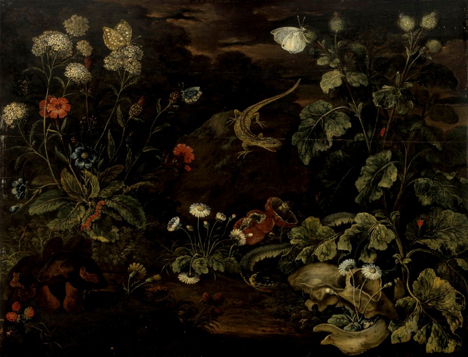 Franz Michael Siegmund von Purgau - Plants and animals - A I 375 - Finnish National Gallery