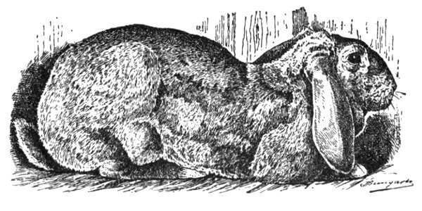 Französisches Widder-Kaninchen (Jean Bungartz, Kaninchenrassen, 1902, p032)