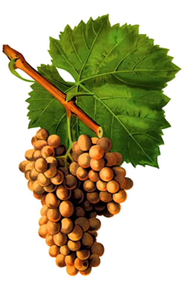 Grenache B