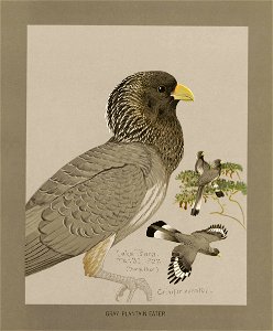 Grey plantain eater Fuertes